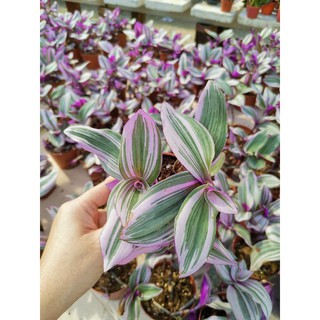 ??Pink Tradescantia Fluмinensis tricolor| Real liʋe plant| 婚礼油画 | Shopee Malaysia