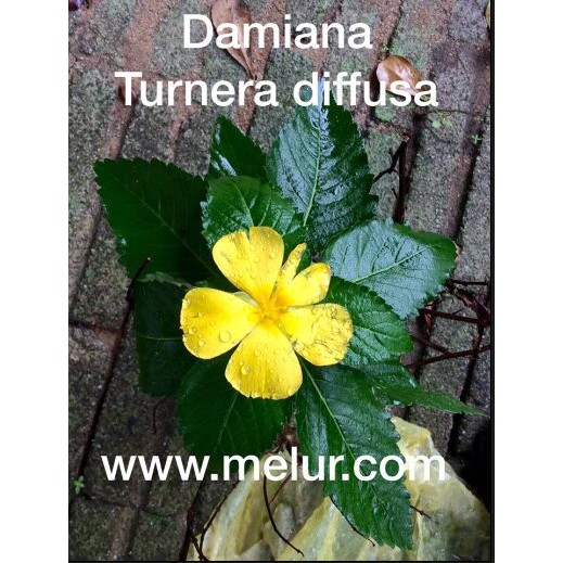 ANOR - Turnera Diffusa (Damiana) Anak Pokok Lidah Kucing Bunga Kuning ...