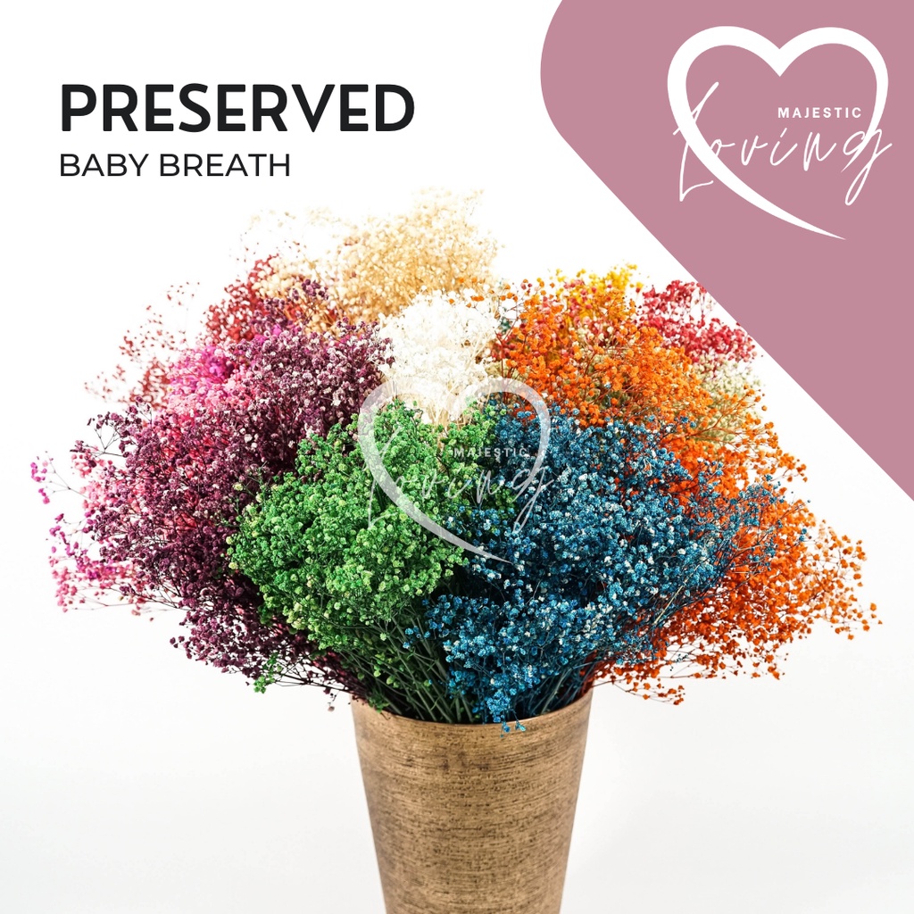 Baby Breathe 1 Bush Real Preserved Gypsophila Dried Bouquet Flowers ...