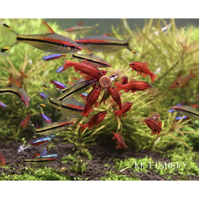 [READY STOCK ]Baby Brine Shrimp/Bloodworm/Spirulina Tablets Stick on