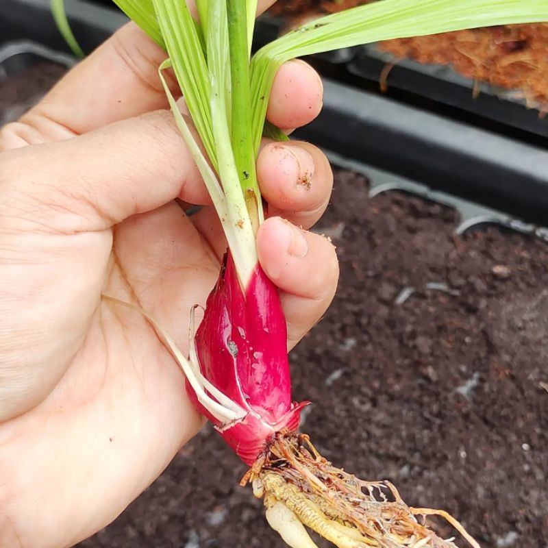 benih bawang dayak berakar/ root onion dayak Shopee Malaysia