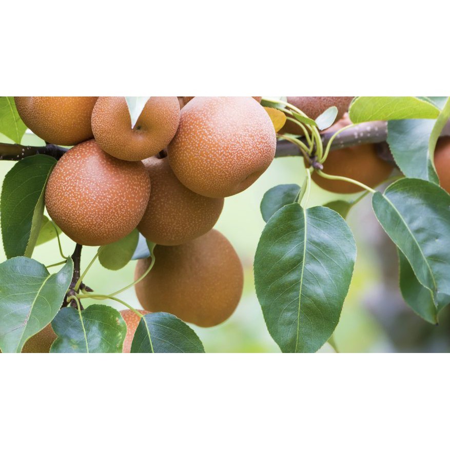 Asian Pear Pokok (free shipping semenanjung) | Shopee Malaysia