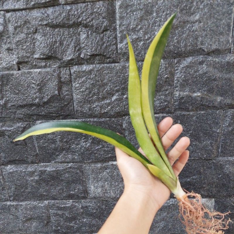 Rare Sansevieria Dooneri Var / Non Var | Shopee Malaysia