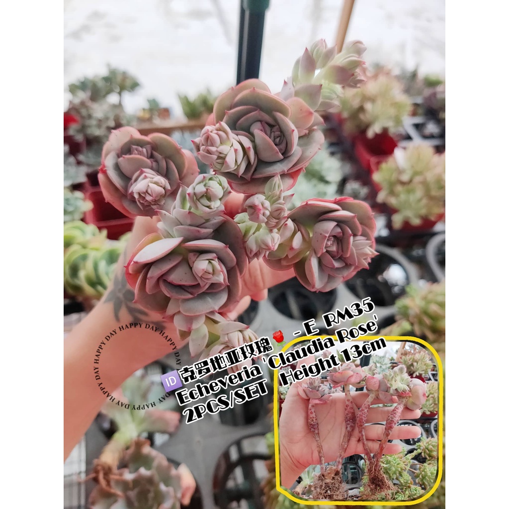 Try's Succulent 多肉屋[Ready Stock]现货克罗地亚玫瑰x Echeveria