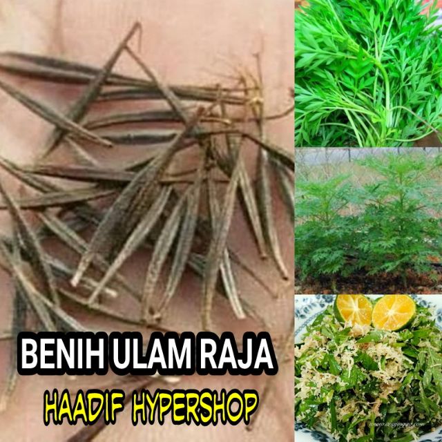 25 biji benih Ulam Raja Cepat Tumbuh Terbaik | Shopee Malaysia