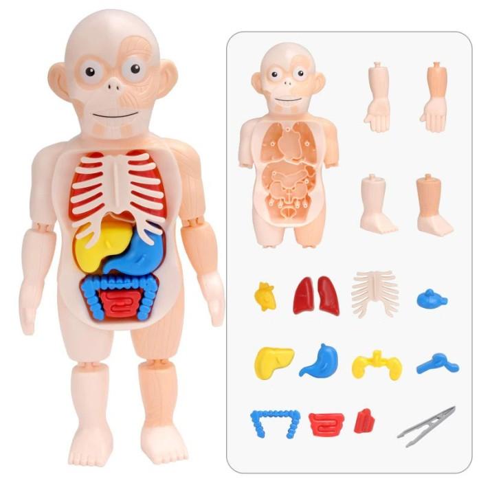 My Toy Human Body Doctor Model Surgical Organ Body Anatomical Human ...