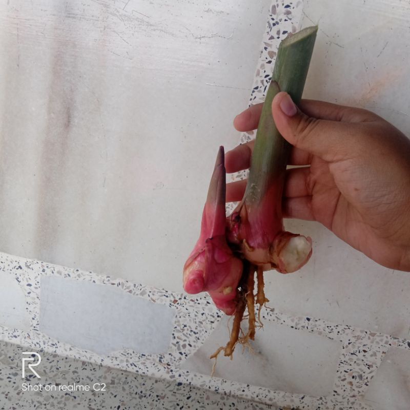 anak benih pokok lengkuas merah berakar dan mudah ditanam(bukan dalam ...