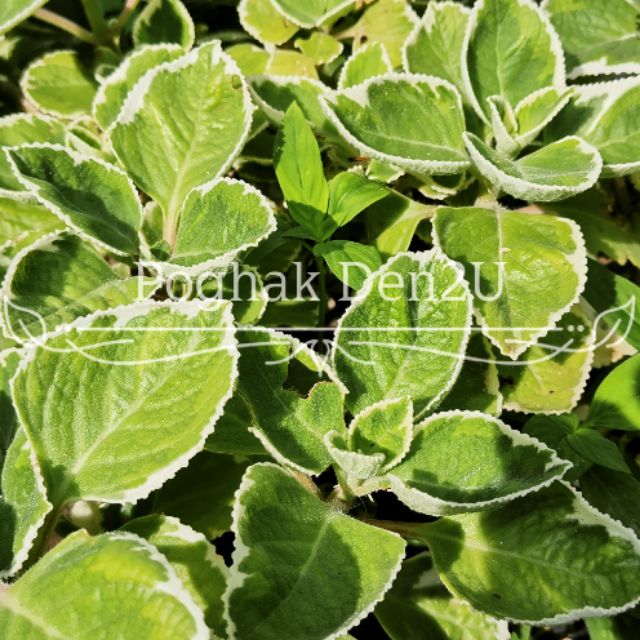 Cough Remedy, Daun Oregano, Cuban Oregano, Daun Bangunbangun, Penawar