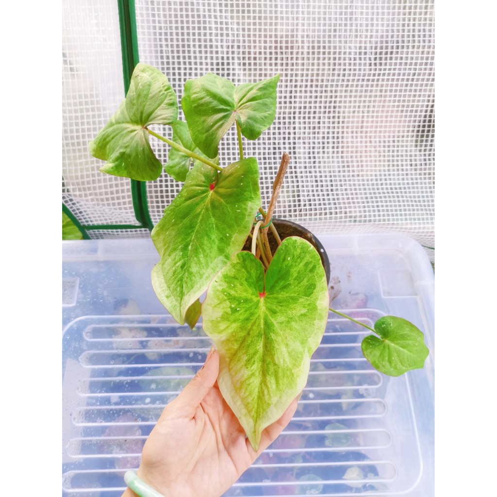 RARE Caladium Keladi Thai Mix Live Plant Pokok Besar seperti gambar ...