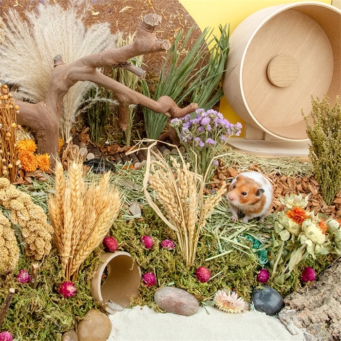 Hamster sprays Hamster cage decoration Golden millet sprays for small ...