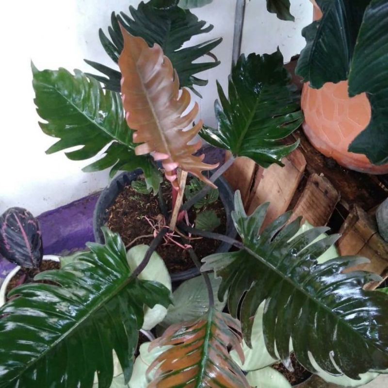 philodendron lynette 40