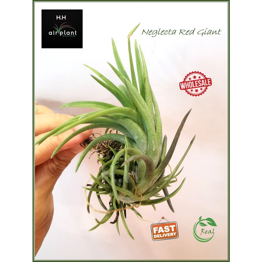 Air Plant Tillandsia Neglecta Red Giant Airplant Tumbuhan Udara