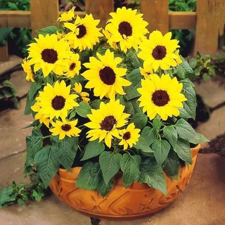 Dwarf Sunflower Seeds Edible Ornamental Indoor Balcony200粒【矮杆