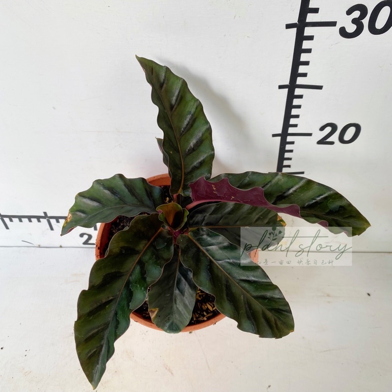 No Cod  Calathea  calathea gandersii calathea musaicakeladi calathea dottireal plantIndoor plantReady Stock | Shopee Malaysia