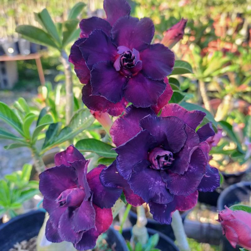 READYSTOCK ADENIUM RARE PURPLE CUN ( PASU) | Shopee Malaysia