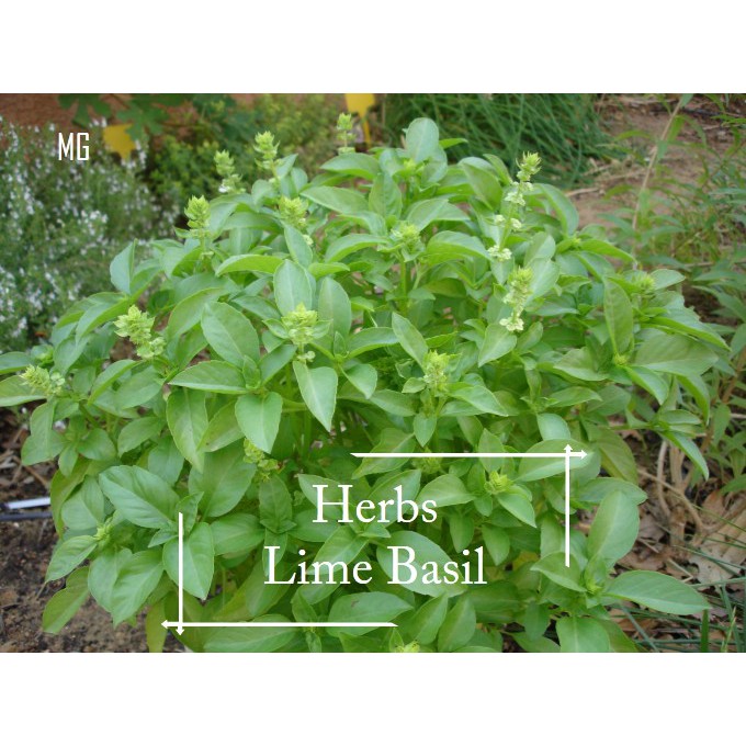 *Rare* Lime Basil seeds 10 seed ( Taste So Lime ) *Pot Friendly