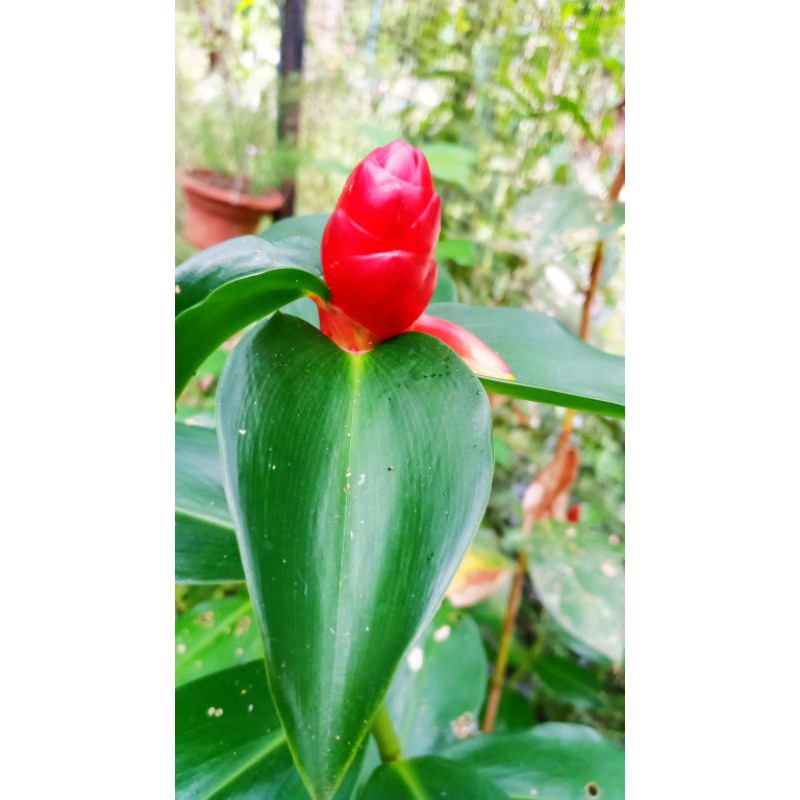 RED BUTTON GINGER | BUNGA GINCU | COSTUS WOODSONII | Shopee Malaysia