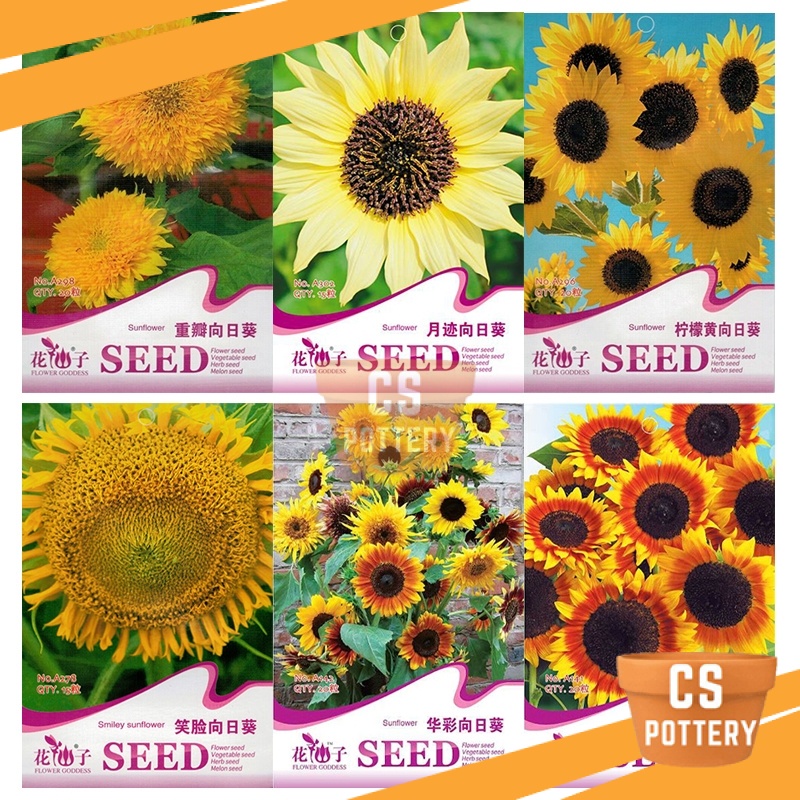 ( EXPIRED ) BIJI BENIH SUNFLOWER SPECIES SEEDS FLOWER GODDESS VEGETABLE