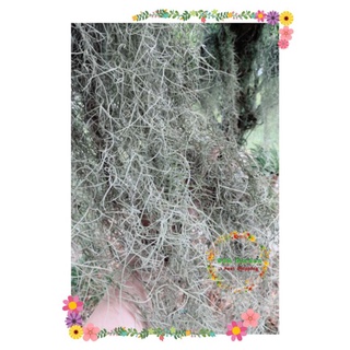 Airplant - Spanish Moss in Basket / Pokok Janggut /空气草/风吹草 /plant ...
