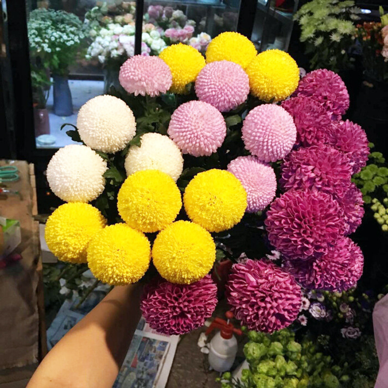 100pcsPingPong chrysanthemum seeds four seasons flowering easy to live