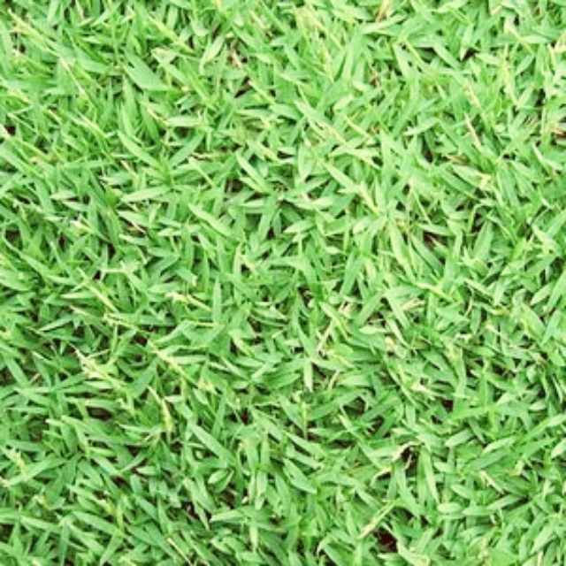 Rumput Carpet Philippine Grass Zoysia grass Real Grass Shopee Malaysia