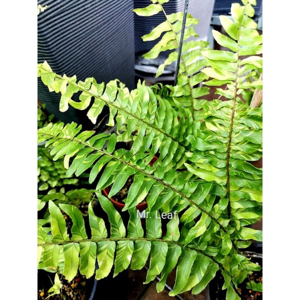 Nephrolepis Exaltata variegated /Tiger Fern | Shopee Malaysia