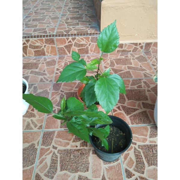 Pokok Bunga Raya Merah | Shopee Malaysia