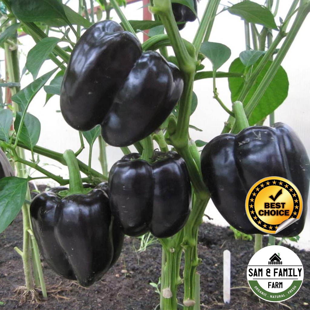 Biji Benih Lada Benggala Ungu Purple Capsicum Bell Pepper 7 Seeds