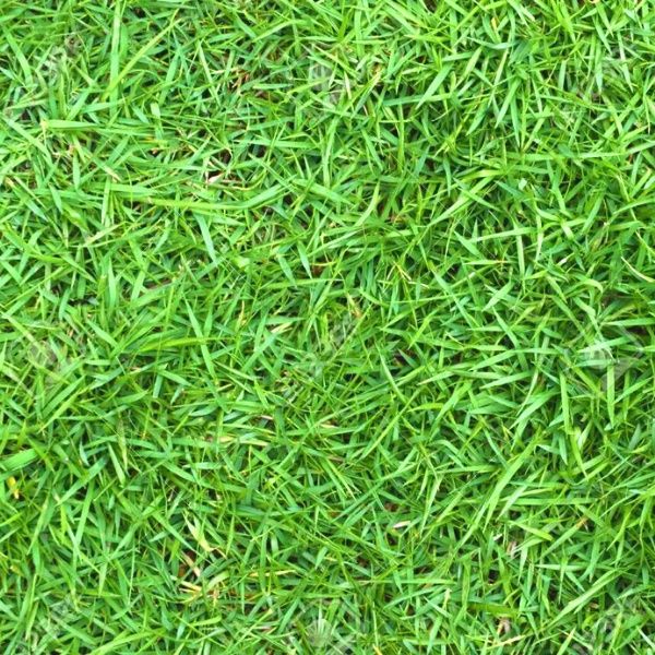 【FREE Fertilizer】 Bermuda Grass Seed / Japanese Grass Seed / Benih ...