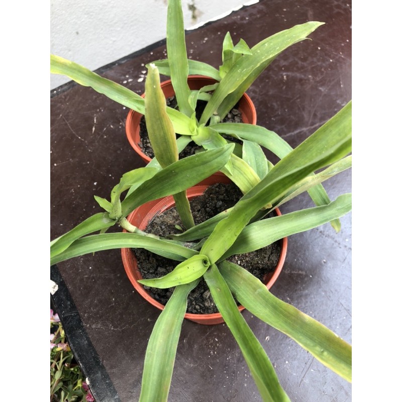 Pokok Rumput Siti Khatijah atau Rumput Beijing | Shopee Malaysia