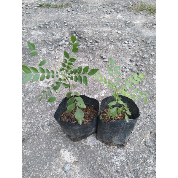 anak pokok kari ( saiz sederhana) | Shopee Malaysia