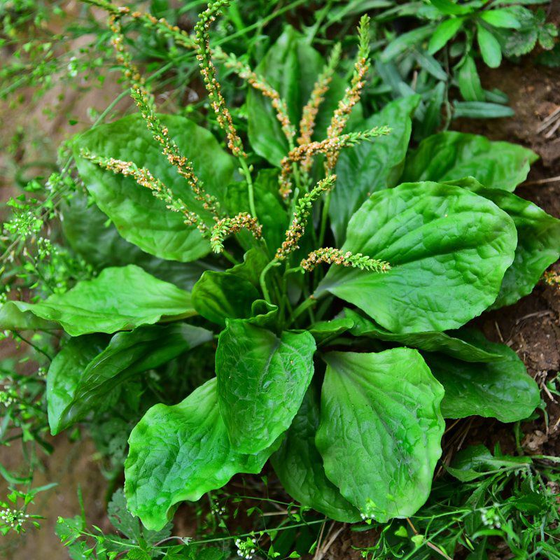 🌿20 biji Benih/ 30g Daun Segar 🌿-Daun Senduk Herbs plantaginis Plantago ...