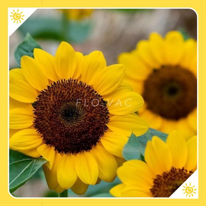 【Ready Stock】Fresh Sunflowers ~Bunga Matahari (Round petals) *Direct ...