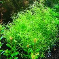 Aquatic plants:Rotala wayanad 1Stem/1Batang | Shopee Malaysia