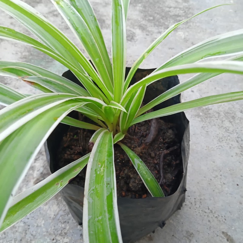 Spider Plant| Pokok Labah-Labah | Shopee Malaysia