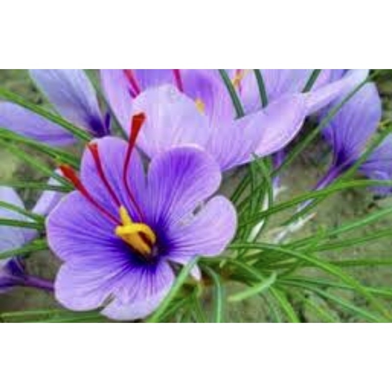 (BUY 1 FREE 1 seed bud) Autumn crocus Sativus(Saffron) 番红花种子(23cm