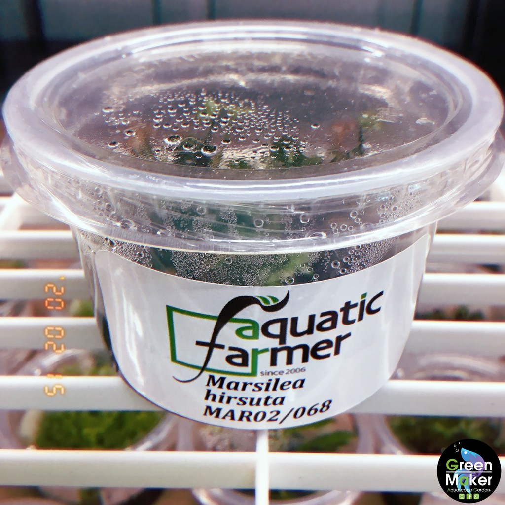 Marsilea Hirsuta Tissue Culture (Aquatic Plant) Shopee Malaysia