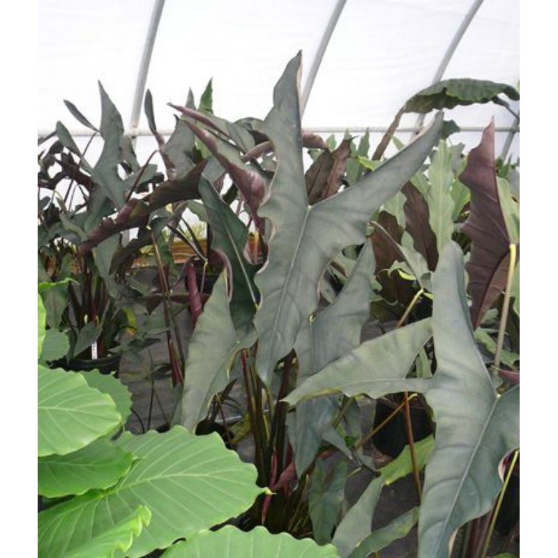 Alocasia Princeps Purple Cloak Shopee Malaysia