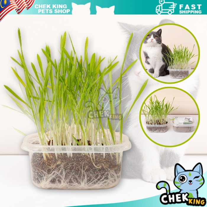 Taotaopets Cat Grass Seed Planter Box Cat Grass Set Kotak Tanam Rumput