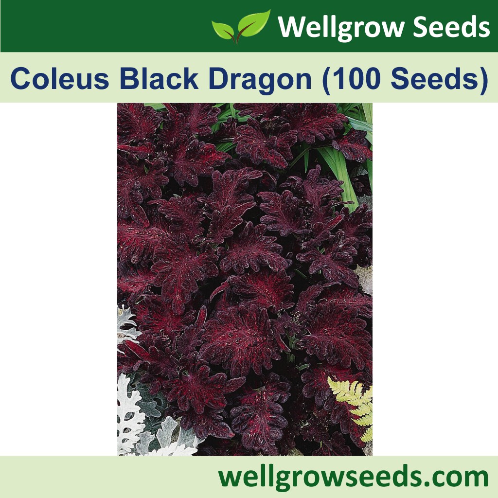 Coleus Black Dragon 彩叶草 墨龙系列 (100 seeds) Biji Benih Bunga Ati-ati ...