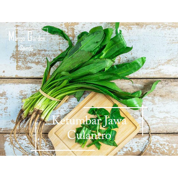 100 Recao Seeds: Culantro, Aromatic Food Seasoning Herb - Ireland