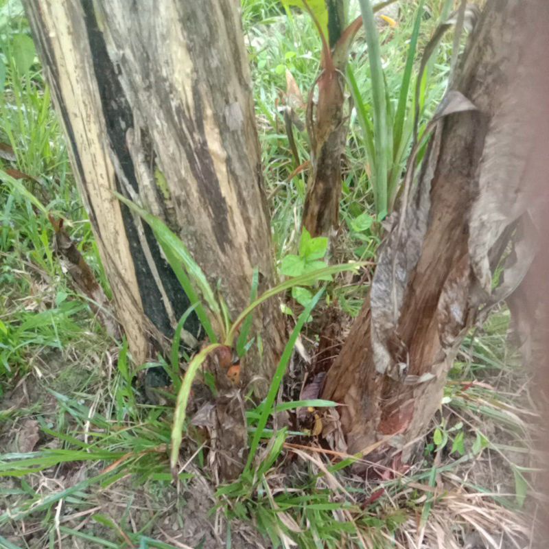 🔥🔥Sulur anak pokok pisang embun berakar.#hanyayangfresh | Shopee Malaysia