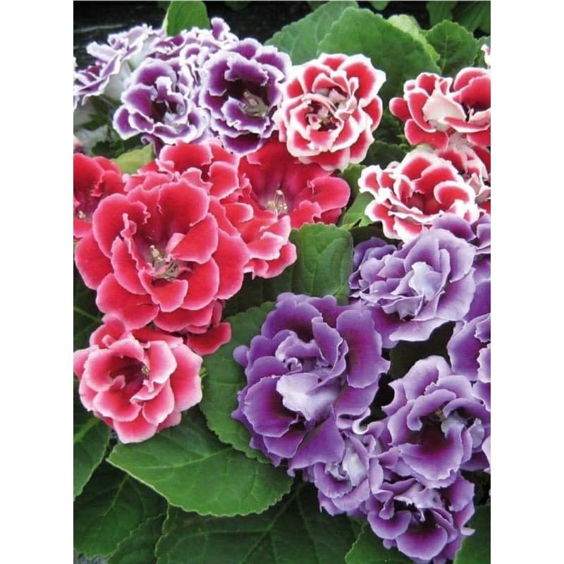 BG-BUNGA GLOXINIA/POT 150 | Shopee Malaysia