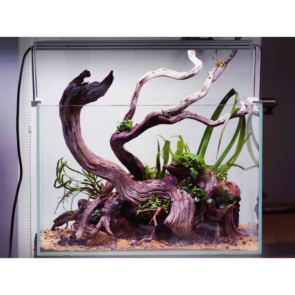 Spiderwood  Aquascape, Plant species, Hardscape