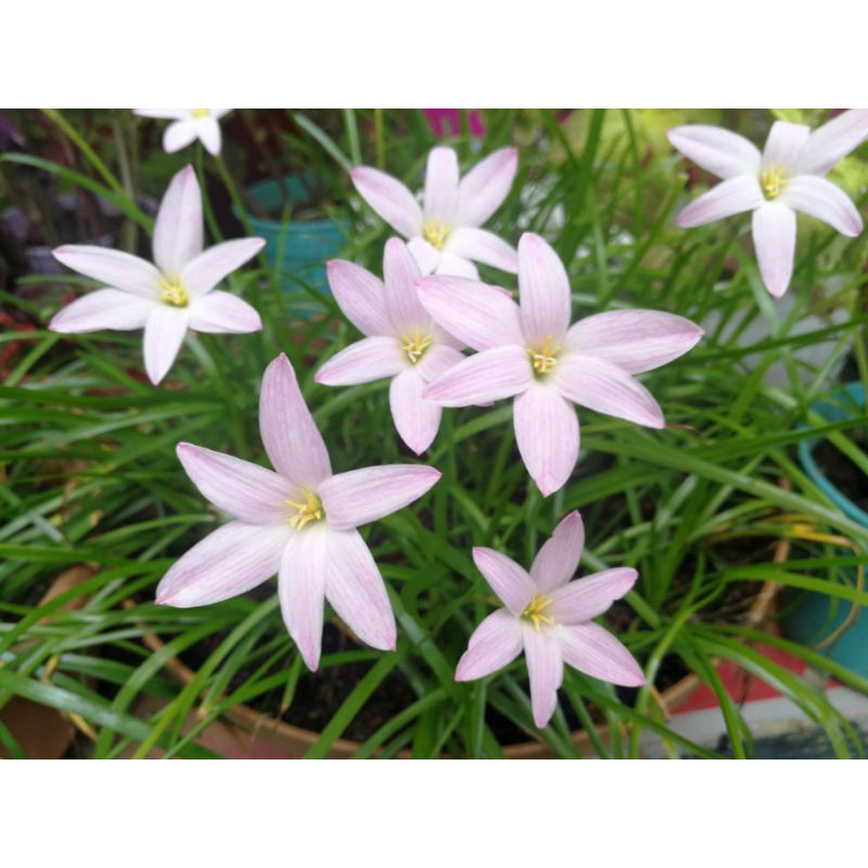 Rainlily Bulb (First Love) | Shopee Malaysia