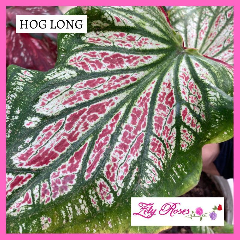 (READY STOCK) KELADI HOG LONG ZETY ROSES | Shopee Malaysia