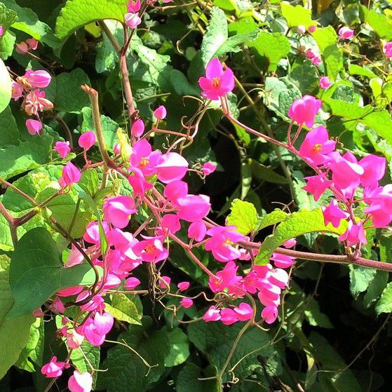 Two (2) Air Mata Pengantin or Coral Vine or Antigonon leptopus Root ...