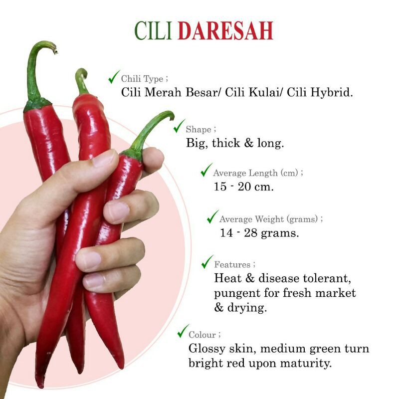 Ready Stock Cili Merah Besar Kulai Hybrid Red Hot Chili Cili Pedas