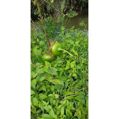 Buah pedada / Buah Berembang 1kg RM10 | Shopee Malaysia