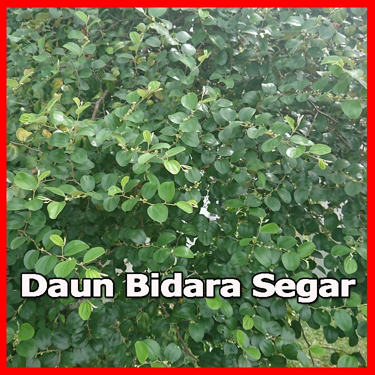 Daun Bidara Segar Dari Pokok Bidara Berbuah & Berduri Bidara Untuk ...